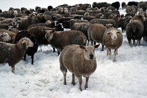 Isolieren mit Schafwolle, Sprecher Holz, Schreinerei Arosa